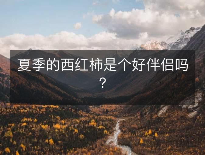 夏季的西红柿是个好伴侣吗? 夏季的西红柿是个好伴侣吗?